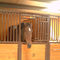 बिक्री के लिए स्थिर दरवाजे इक्वेस्ट्रियन इक्वाइन फ्रंट गेट्स पैनल गार्ड घोड़े